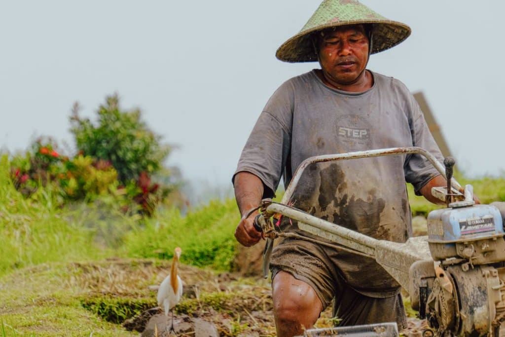Farmer preparing rice fields by turning the soil with traditional machinery in Bali