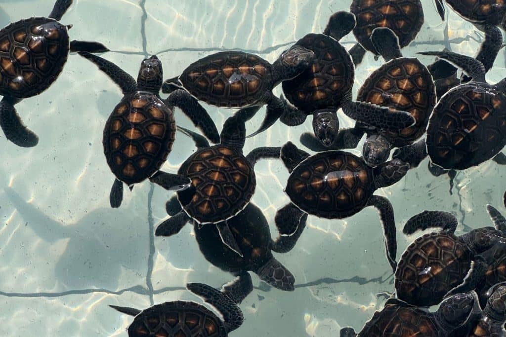 Sea turtle swimming near the surface in Gili Islands