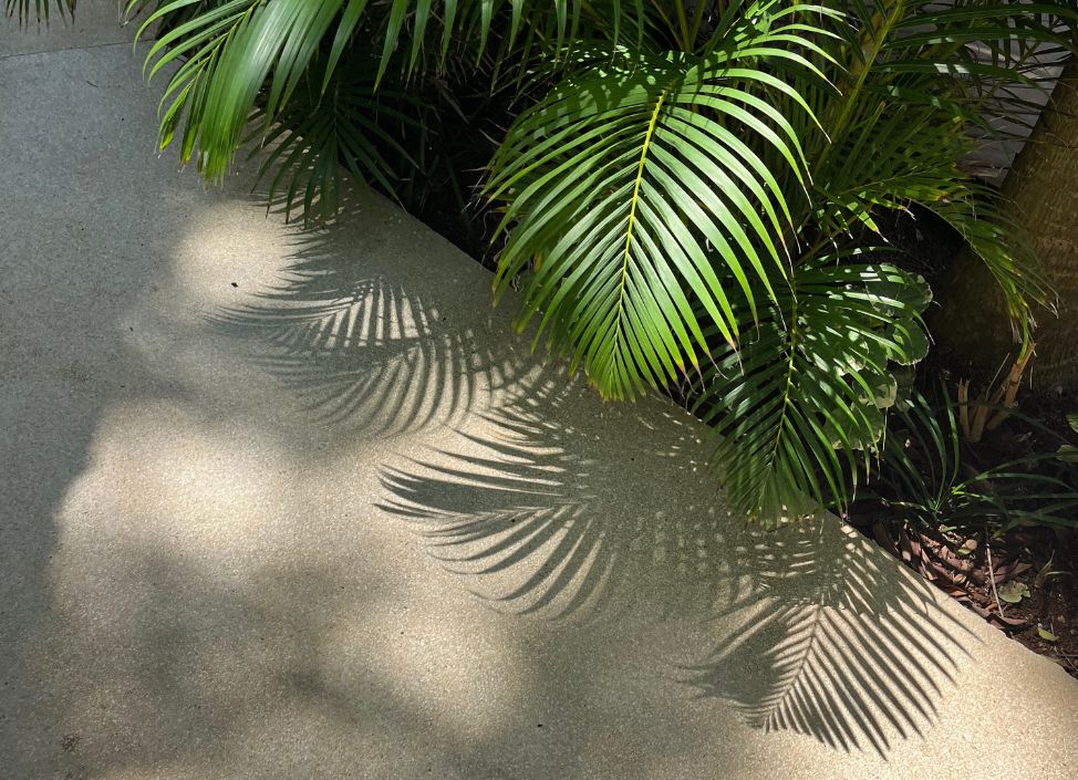 ronja-palm-tree-jungle