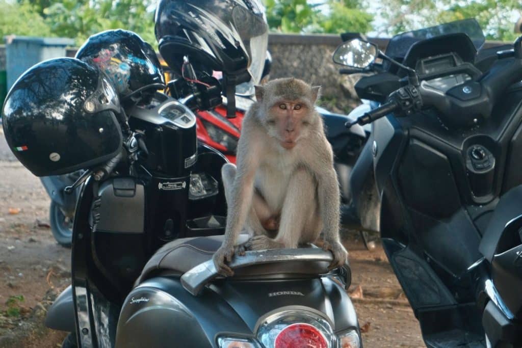 Monkey sitting on a scooter watching surroundings