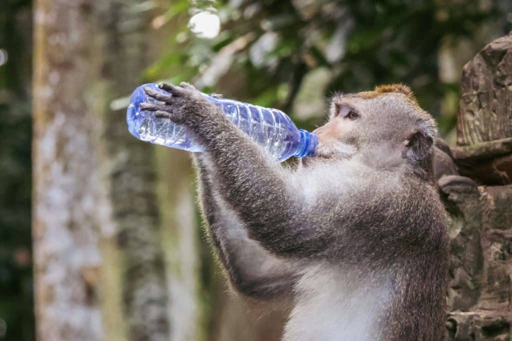 Monkey drinking water from a plastic bottle