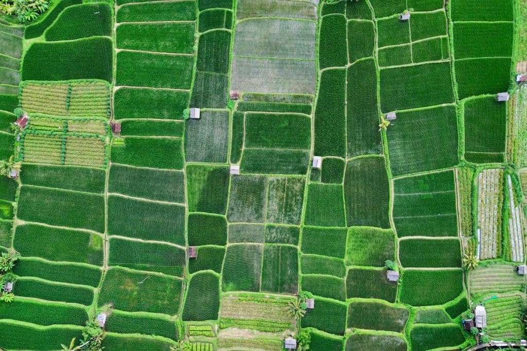 Aerial view of terraced rice fields in Ubud with palm trees and soft sunlight