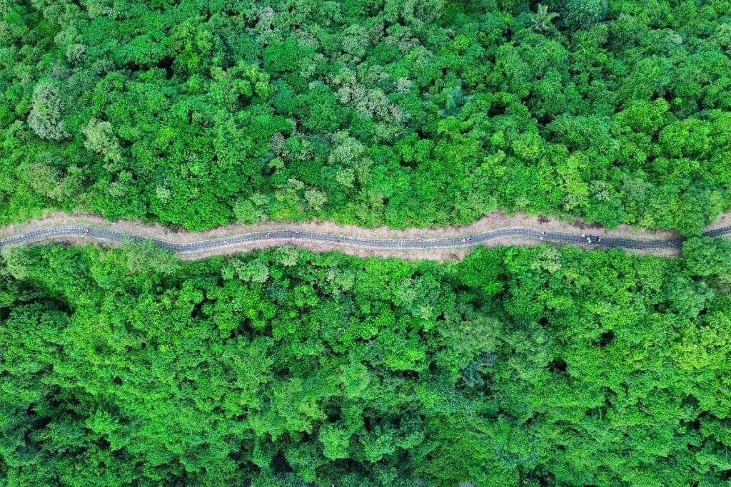 Drone shot of Campuhan Ridge Walk with a winding trail through lush greenery