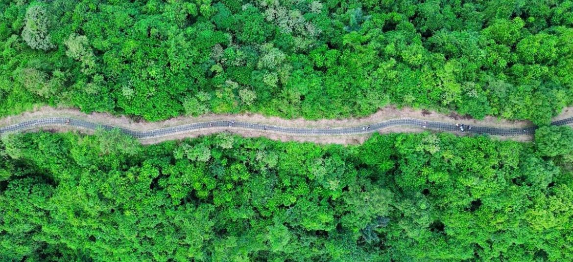 Drone shot of Campuhan Ridge Walk with a winding trail through lush greenery