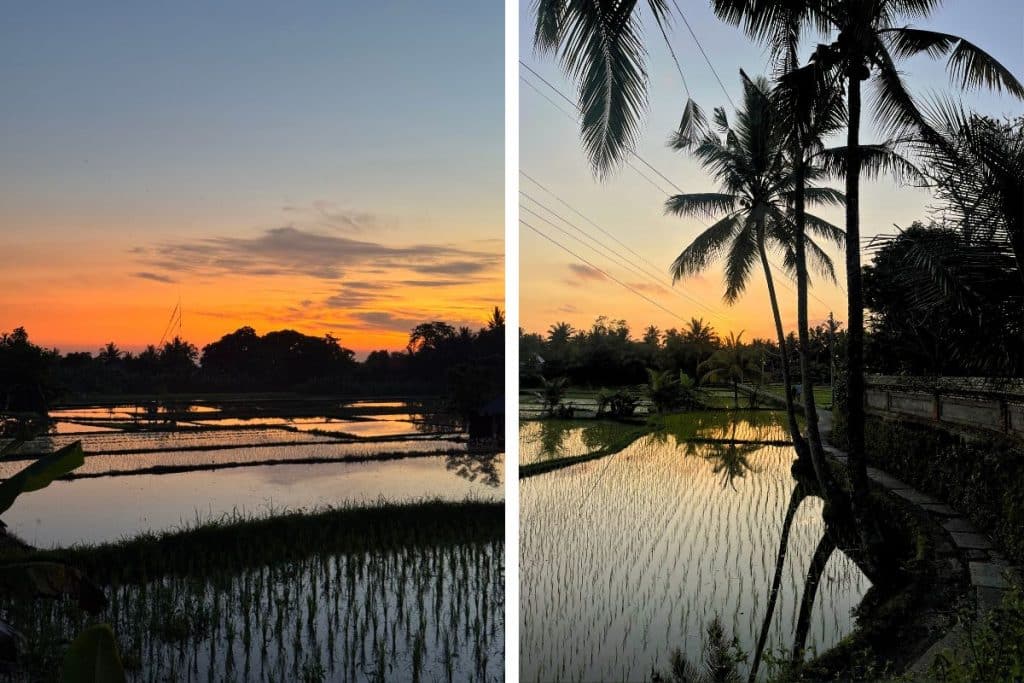 Sunset over lush rice fields in Ubud, Bali