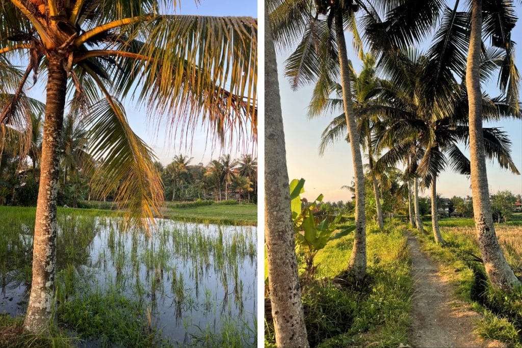 Walking along a rice field trail in Ubud during sunset