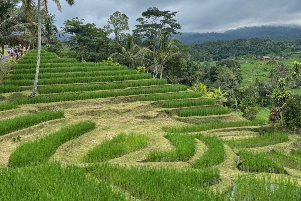 Expansive terraced rice fields of Jatiluwih, Bali, under a bright sky