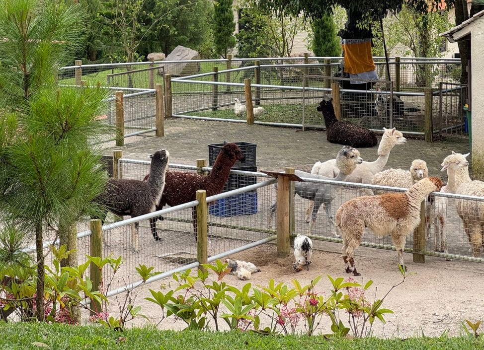 Alpaca and other animals at Bali Farm in Bedugul