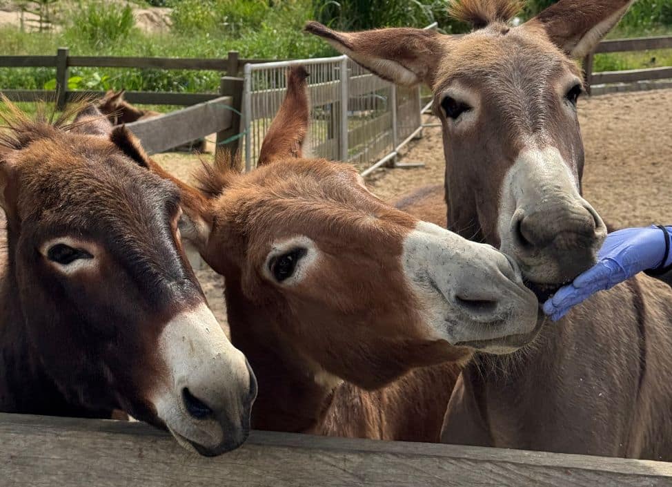 Donkeys grazing at Bali Farm in Bedugul