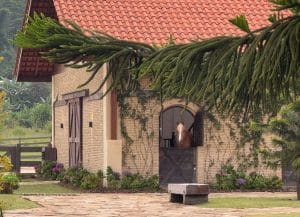 Horse at Bali Farm in Bedugul grazing in the pasture
