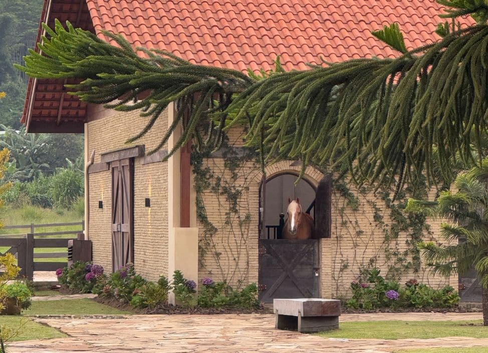 Horse at Bali Farm in Bedugul grazing in the pasture