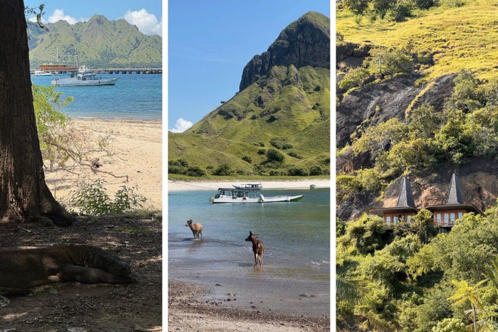 Komodo dragon walking through dry savannah terrain on Komodo Island in Indonesia's national park.