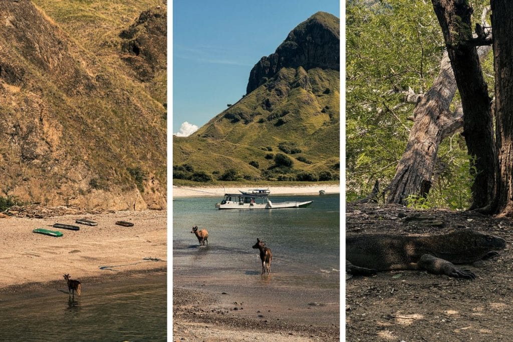 Komodo National Park collage featuring Padar Island viewpoint, turquoise beaches, and island landscapes in Indonesia