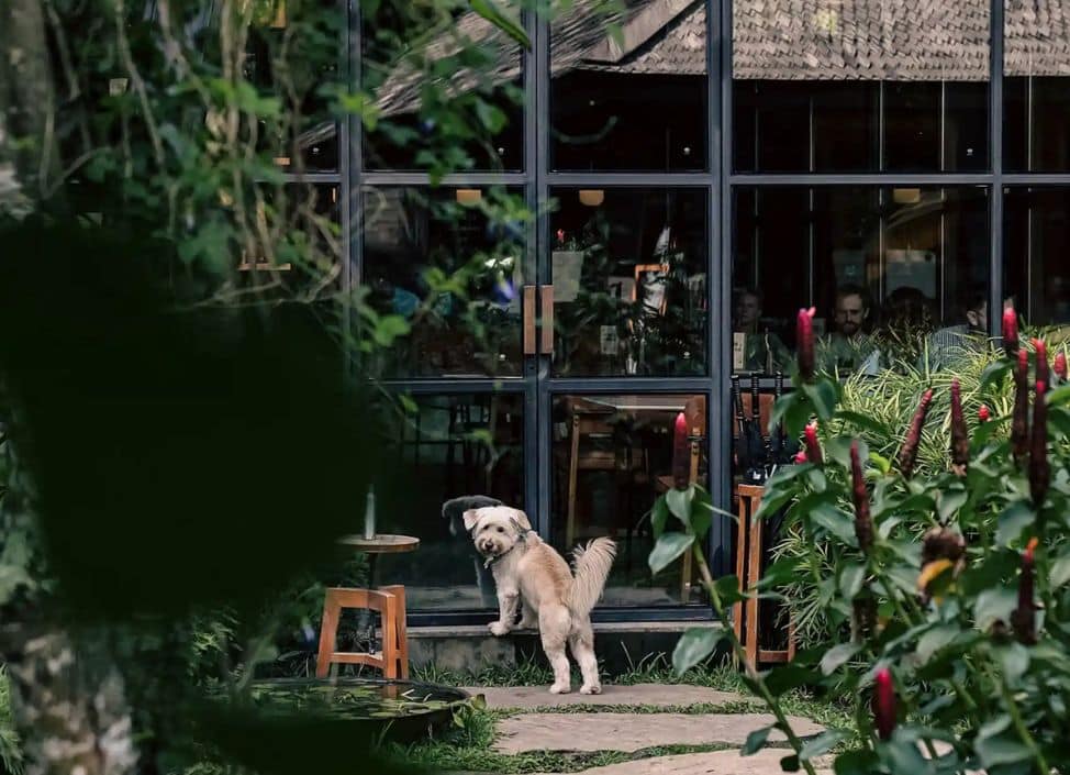 Dog-friendly restaurants in Bali where you can dine with your pet