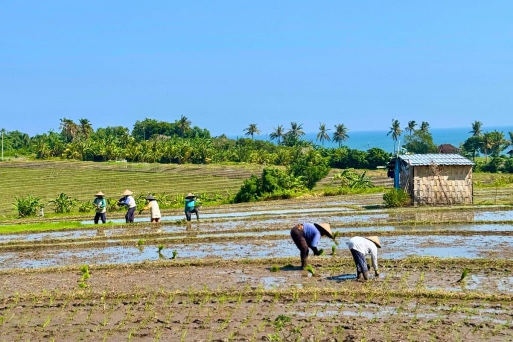 Scenic coastal road from Ubud to Gilimanuk in Northern Bali