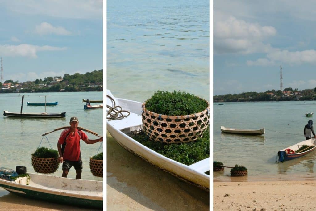 Local farmer collecting seaweed from the shallow waters in Nusa Lembongan
