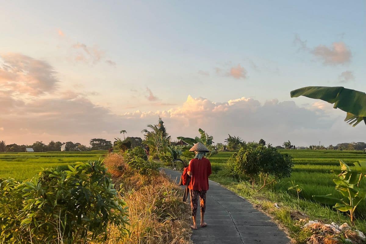 Woman walking away through the lush rice fields of Canggu