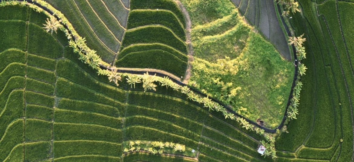 Drone view of the rice fields