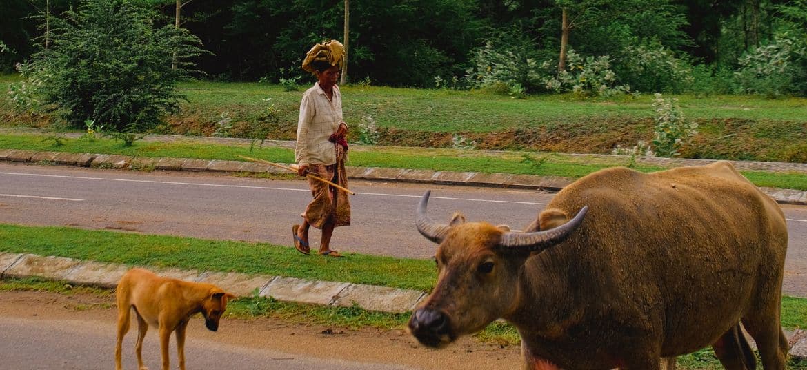 Woman herding bulls through rural fields in Lombok, Indonesia