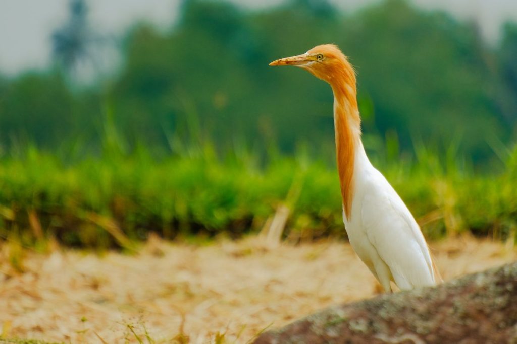 Bird standing among the rice fields of Jatiluwih, Bali