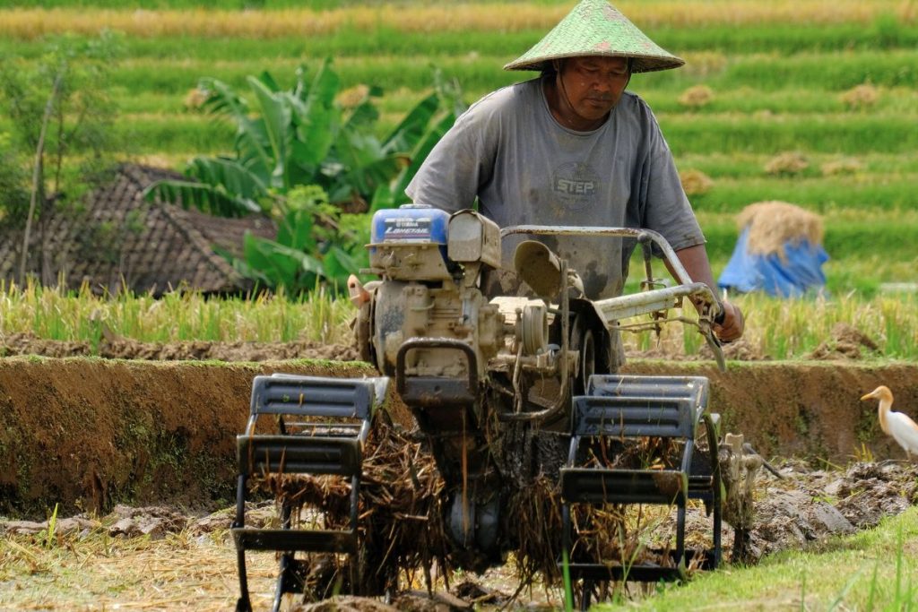 Farmer working the rice fields in Jatiluwih, Bali, using traditional methods