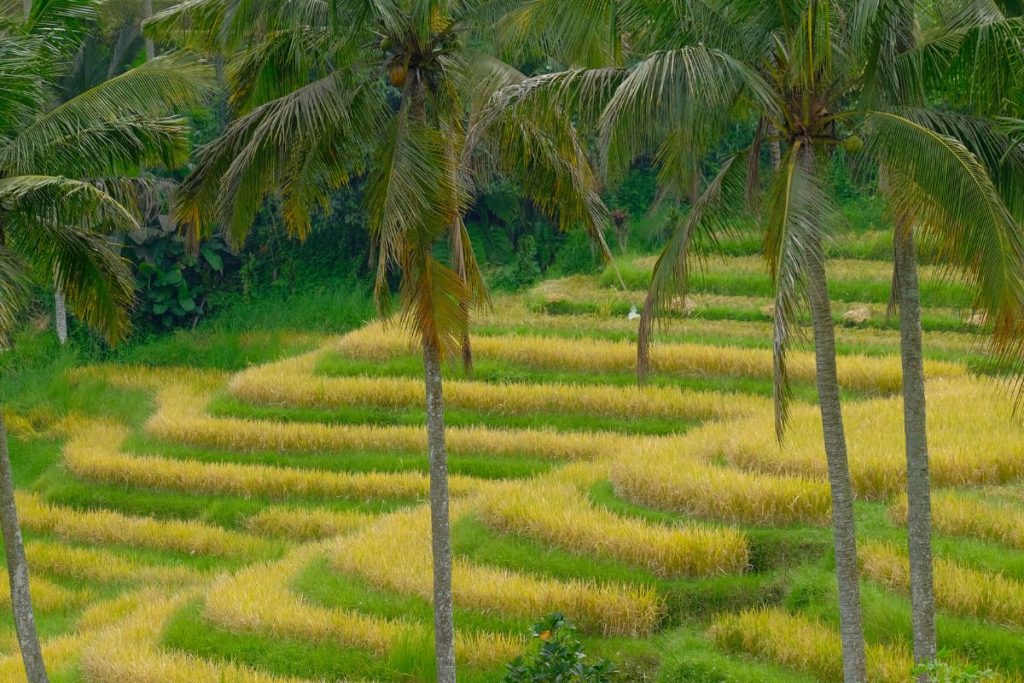 Jatiluwih rice terraces seen from above, showcasing their scale and geometry