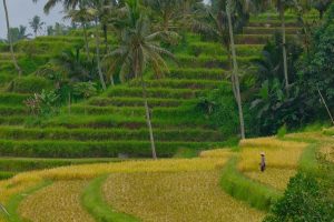 Green rice fields in Jatiluwih, Bali, forming natural patterns across the landscape