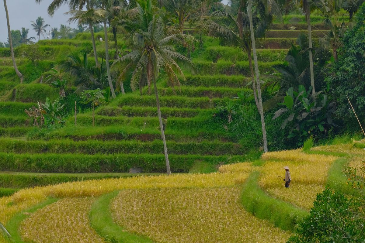 Green rice fields in Jatiluwih, Bali, forming natural patterns across the landscape