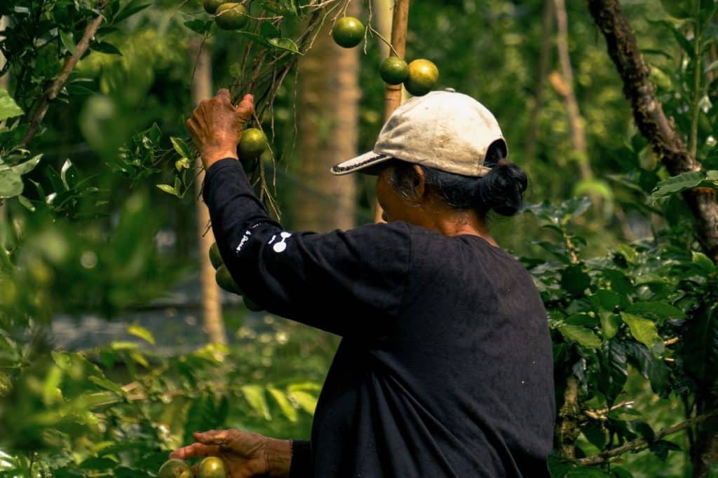 Female farmer harvesting crops at Arca Coffee plantation in Bali