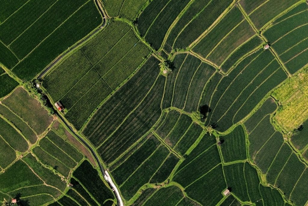 Endless rice fields landscape in Sidemen Bali