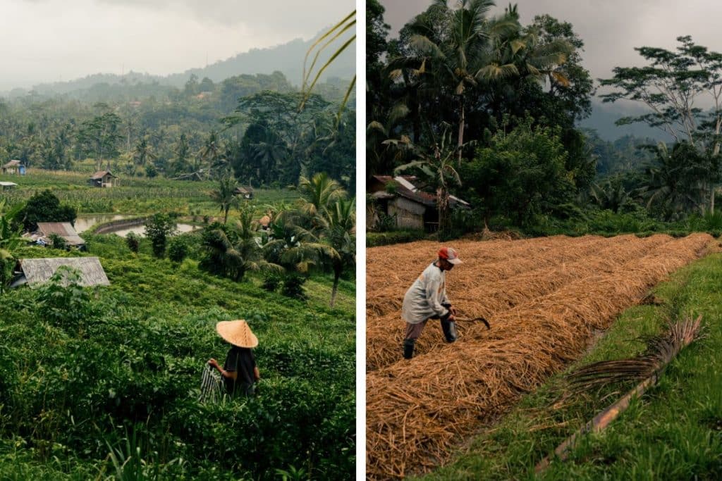 Farmer working in rice fields in Sidemen Bali