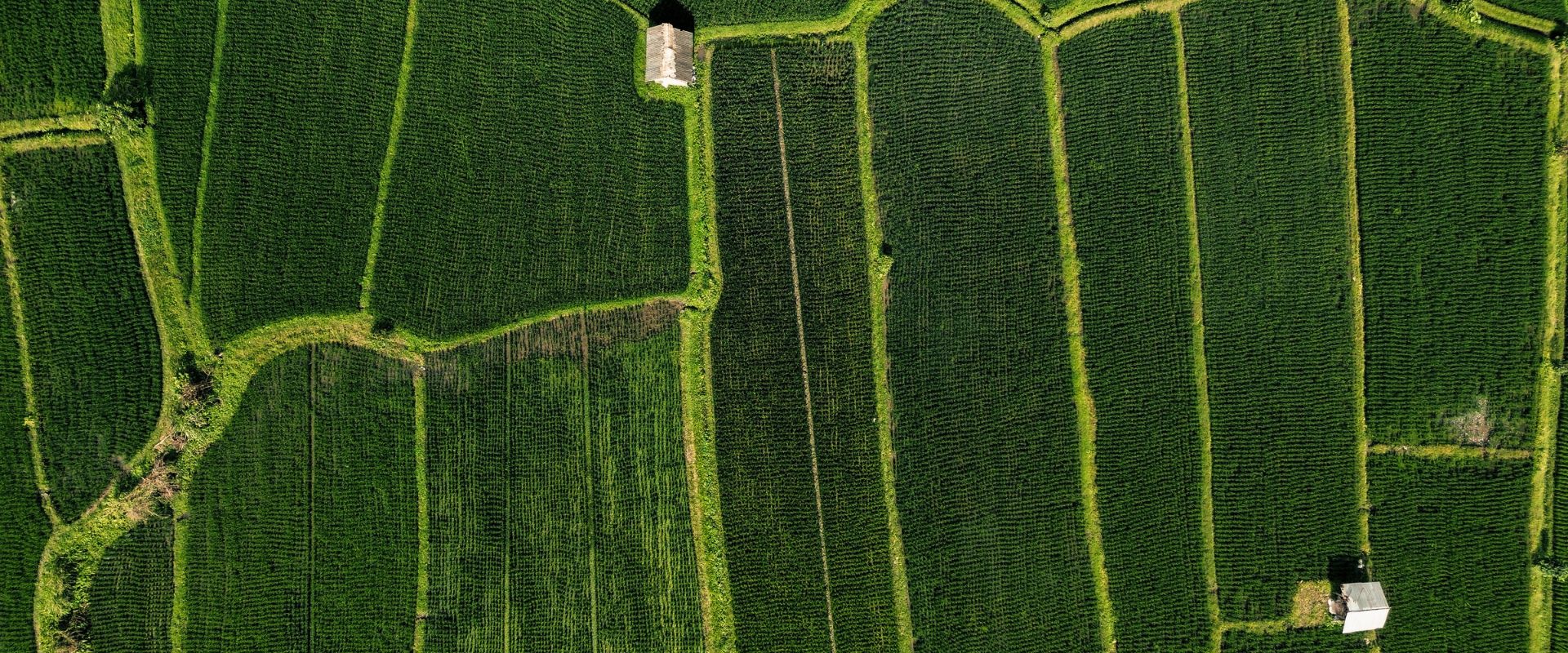 Sidemen rice fields drone view with Mount Agung in Bali
