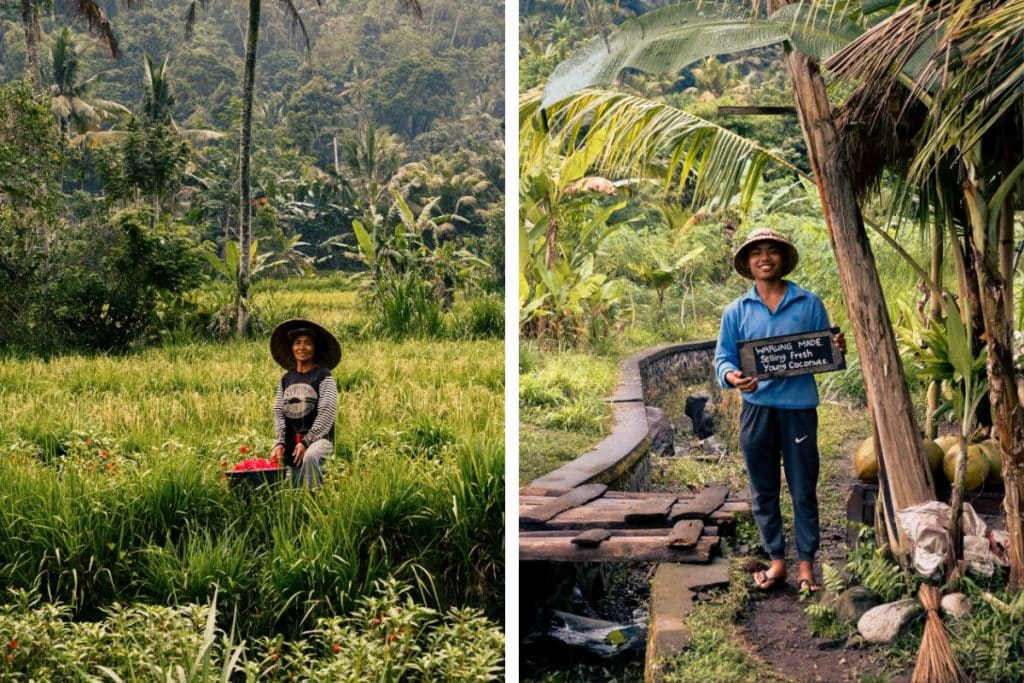 Local life in Sidemen village Bali farmer working in rice field