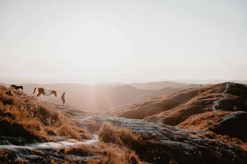 sumba hill landscape with horse walking on bukit
