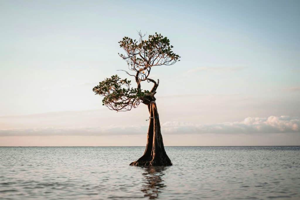 sumba dancing trees on beach at sunset with unique shapes