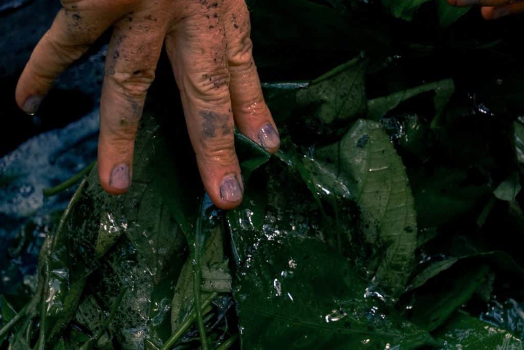 Indigo plants harvest at Tian Taru plantation