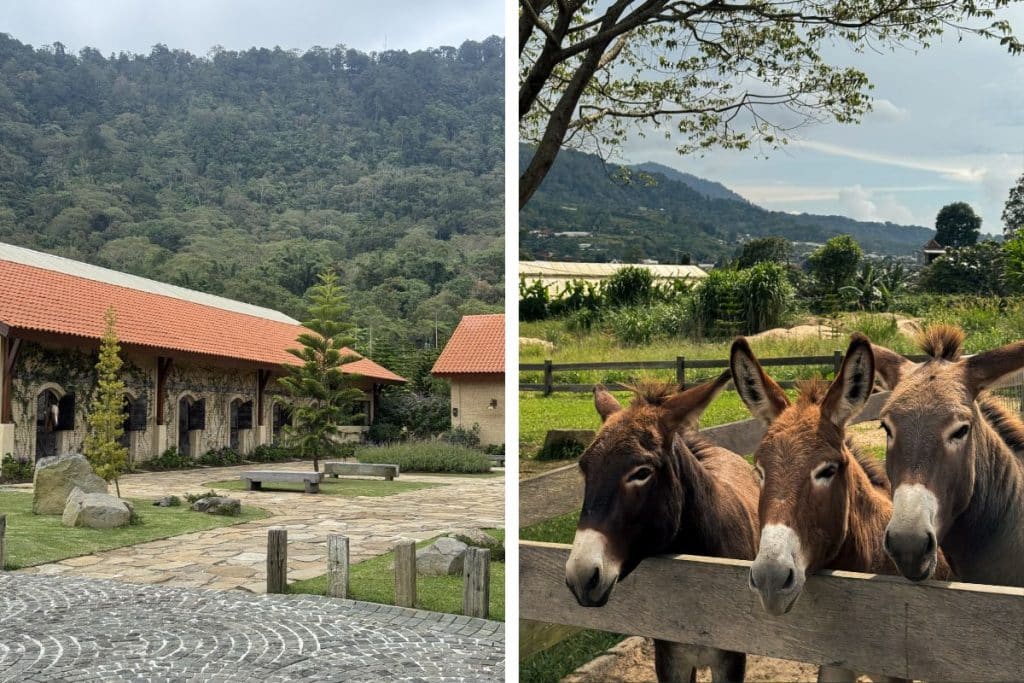 Bali Farm House with alpacas, donkeys and mountain views in Bedugul