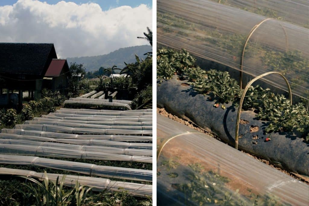 Strawberry farm and fresh strawberries growing in Bedugul, Bali