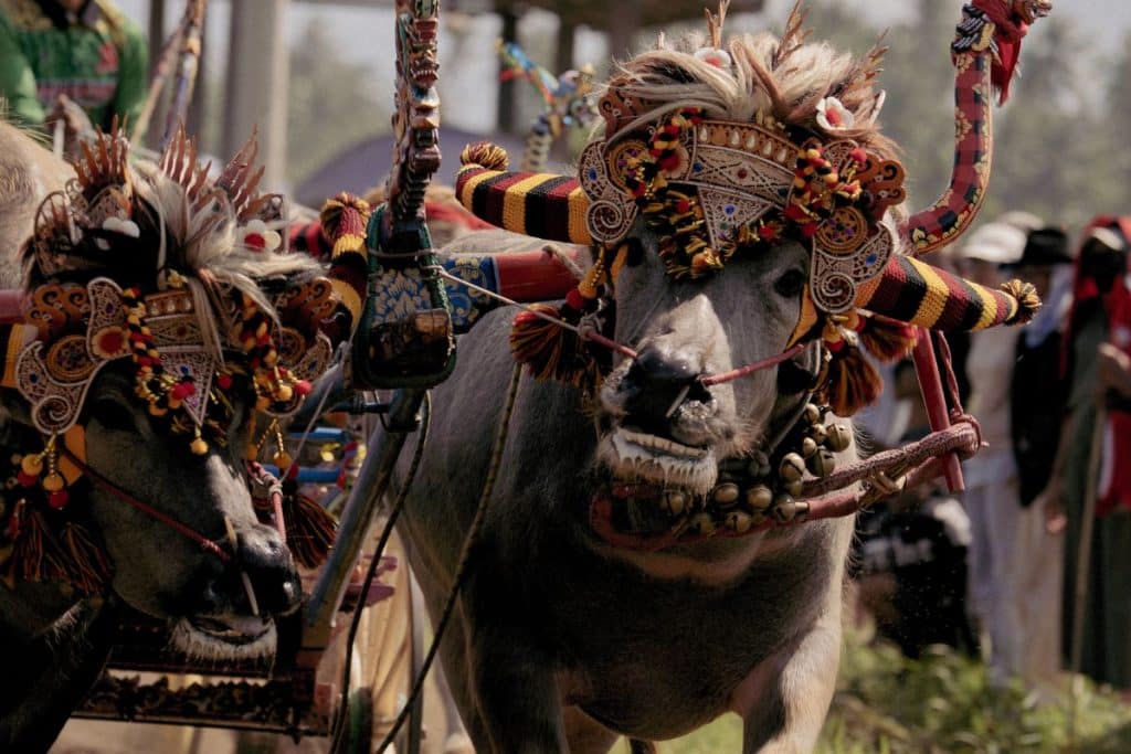 Close-up of ornate Balinese decorations worn by Makepung buffaloes