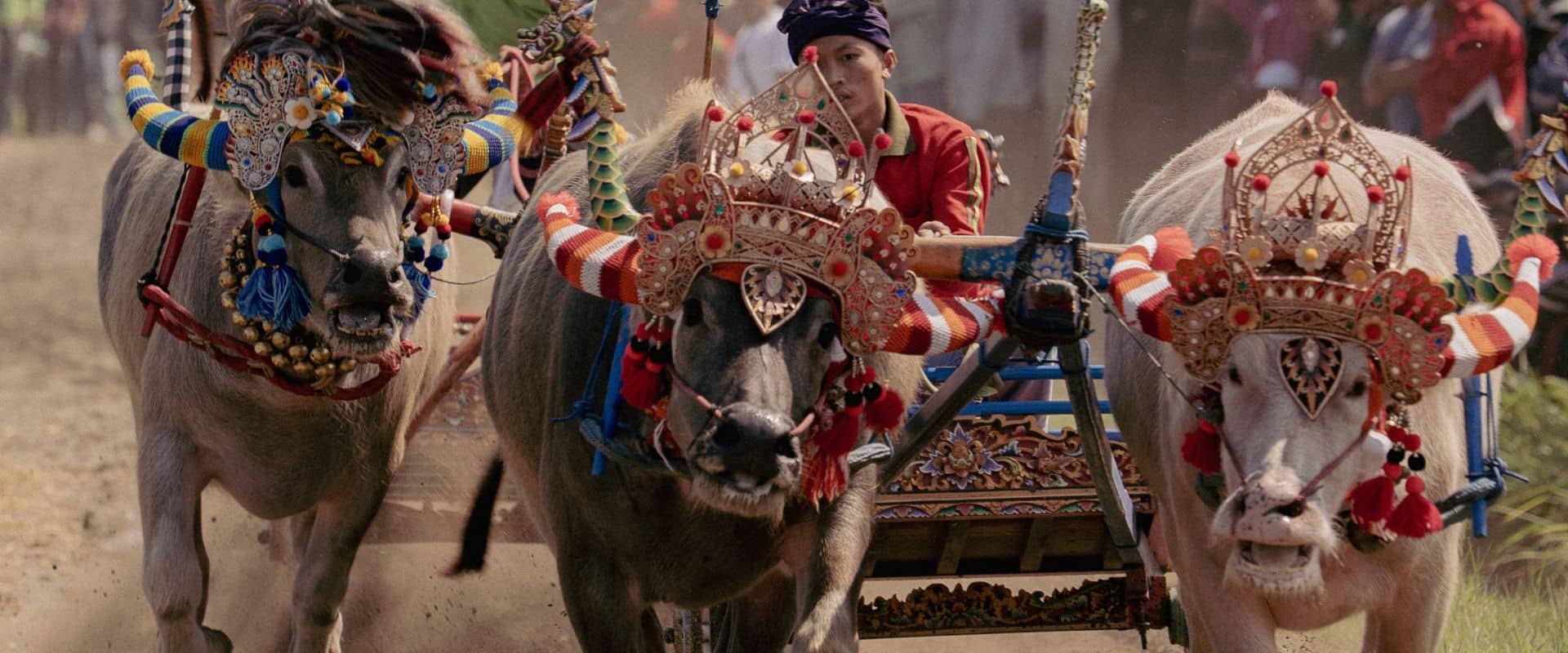 Two decorated buffaloes racing during a traditional Makepung race in Jembrana, West Bali