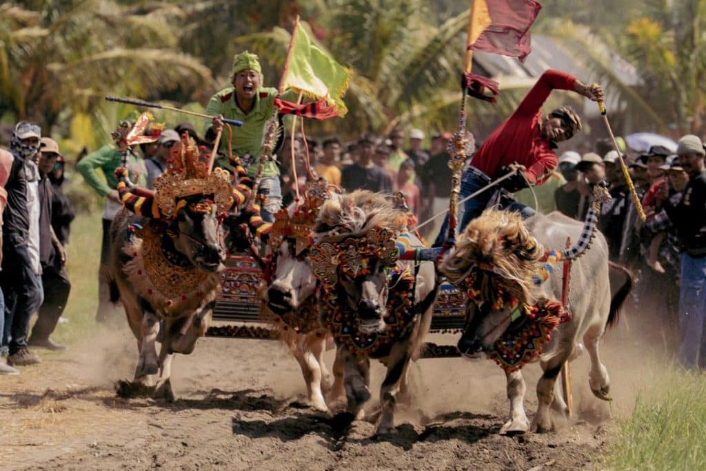Two Makepung teams race side by side during a traditional buffalo race in Jembrana, West Bali.