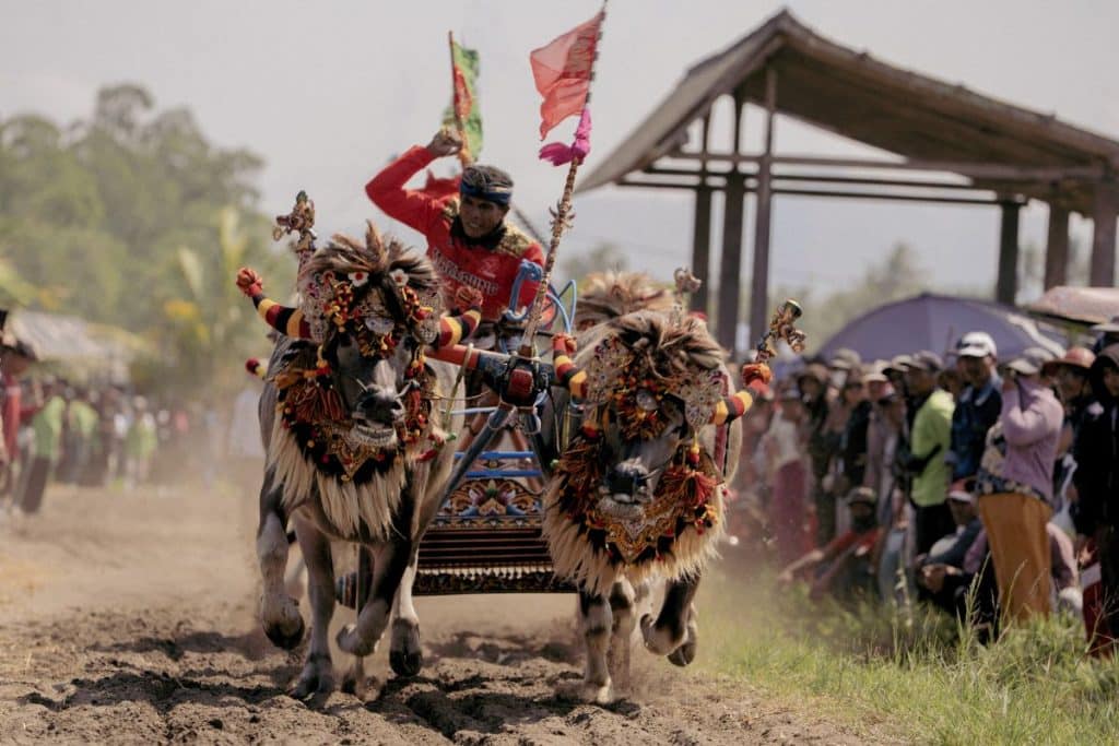 Decorated buffaloes pulling a racing cart during the Makepung festival in Jembrana, Bali