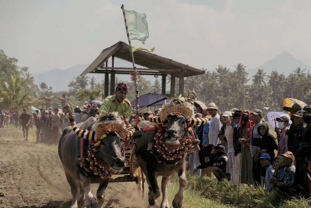 Two decorated buffaloes pulling traditional racing carts during a Makepung competition