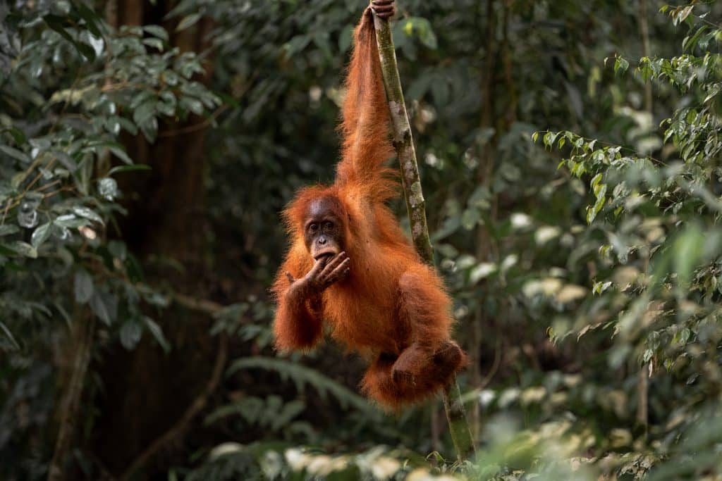 Sumatra Jungle, Indonesia