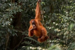Sumatra Jungle, Indonesia