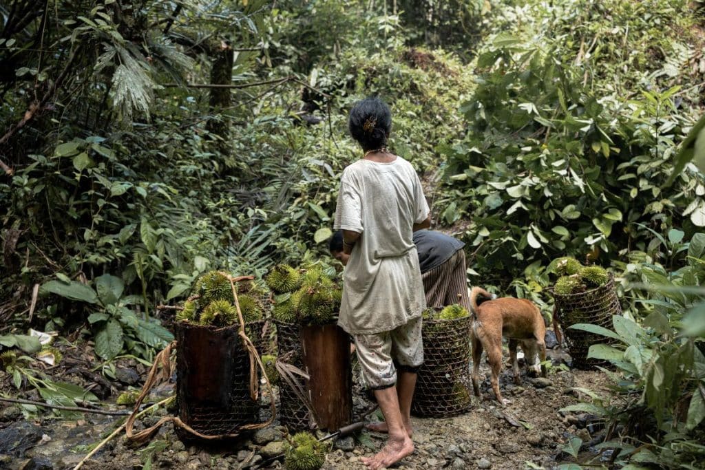 Mentawai people collecting durian in the forest
