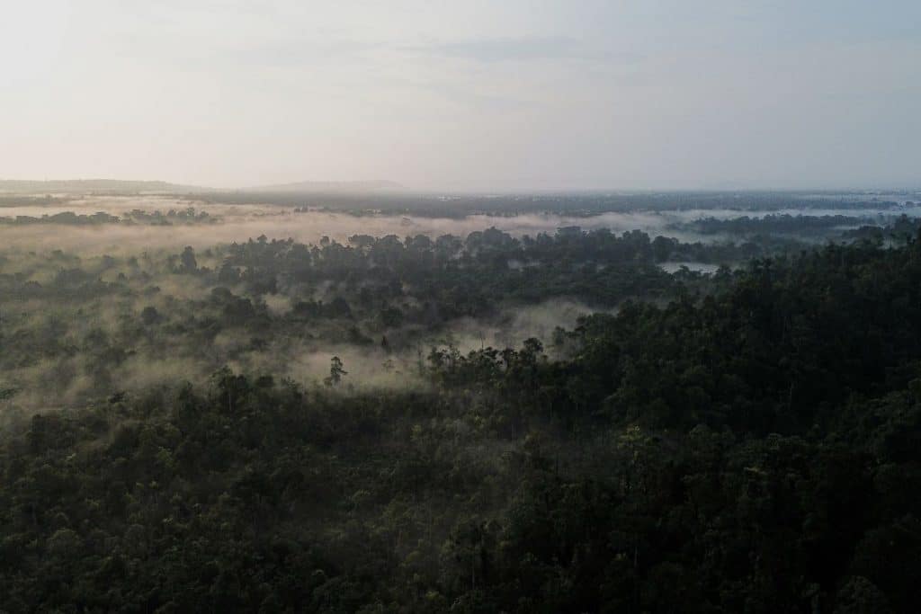 Mentawai forest on Siberut Island, Indonesia
