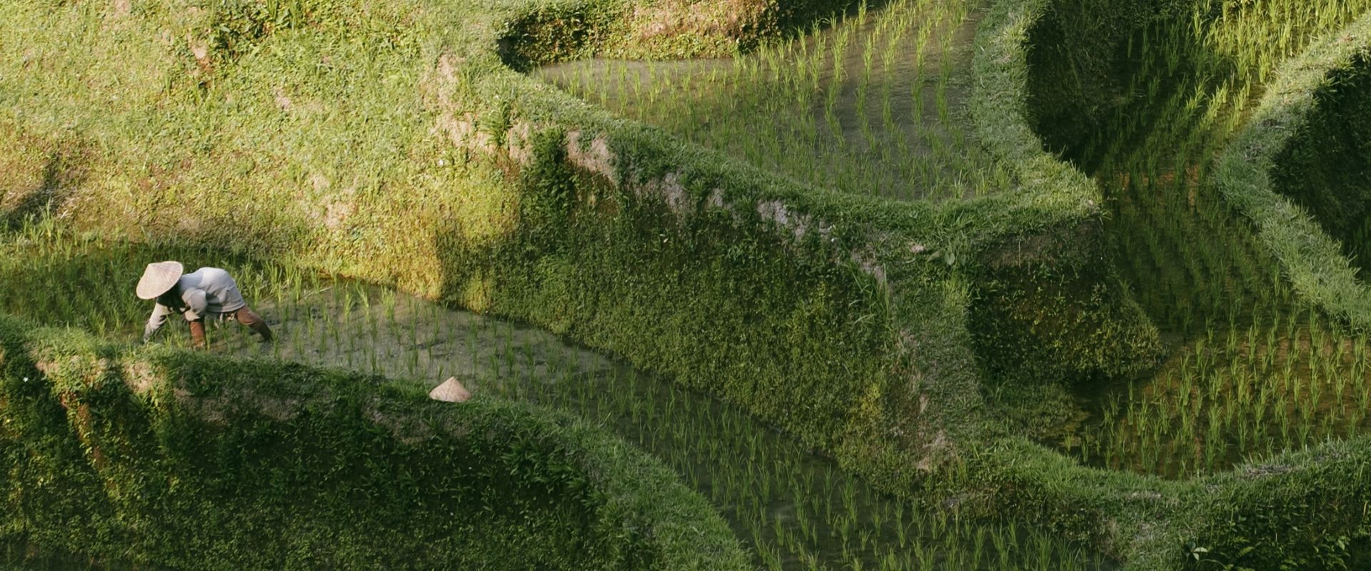 Aerial view of the Tegallalang rice terraces in Bali