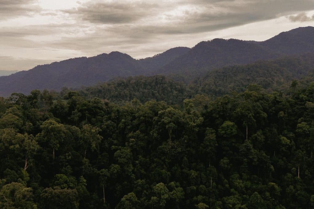 Tropical rainforest in Gunung Leuser National Park, Sumatra