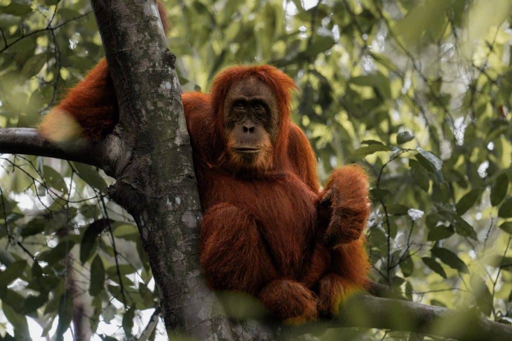 Sumatran orangutan resting in a tree in Bukit Lawang